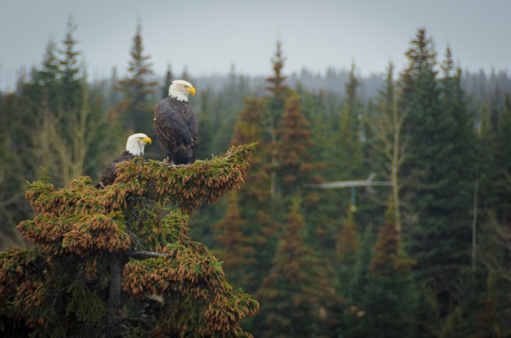 Eagle'S Eye Vacation Rentals Sterling Exteriér fotografie